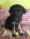 Lupi