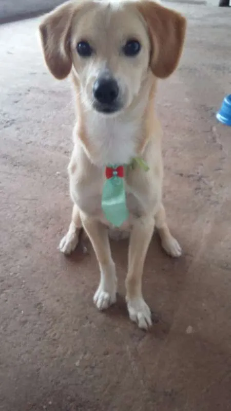 Cachorro raça indefinida idade 7 a 11 meses nome mike