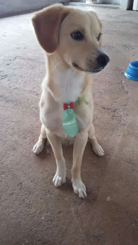 Cachorro raça indefinida idade 7 a 11 meses nome mike