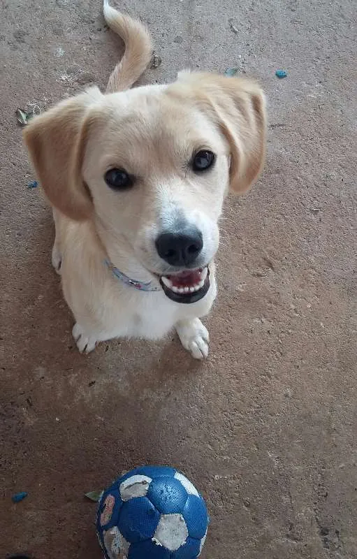 Cachorro raça indefinida idade 7 a 11 meses nome mike