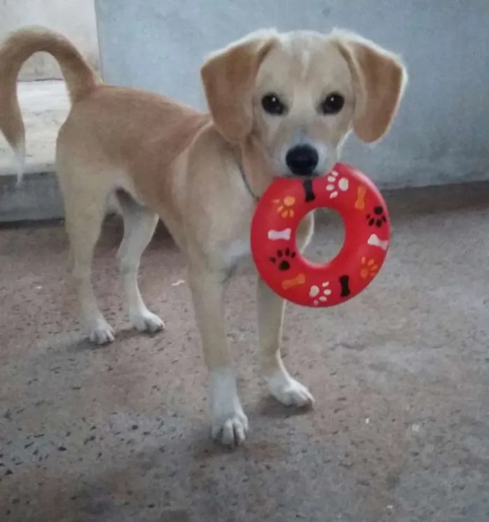 Cachorro raça indefinida idade 7 a 11 meses nome mike