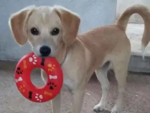 Cachorro raça indefinida idade 7 a 11 meses nome mike