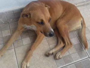 Cachorro raça indefinida idade 1 ano nome Irmas