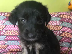 Cachorro raça Srd idade Abaixo de 2 meses nome Lupi
