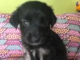 Lupi