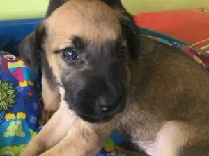 Cachorro raça Srd idade Abaixo de 2 meses nome Juca e Joca