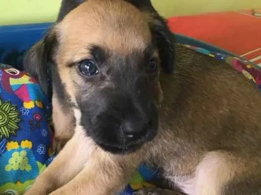 Cachorro ra a Srd idade Abaixo de 2 meses nome Juca e Joca