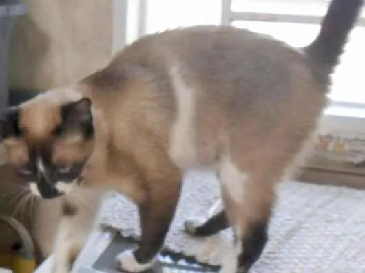 Gato ra a SRD idade 5 anos nome Meg
