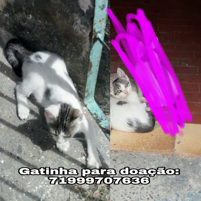 Gato raça Vira lata idade 2 a 6 meses nome Sem nome