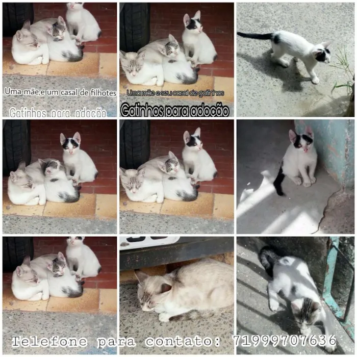 Gato raça Vira lata idade 2 a 6 meses nome Sem nome