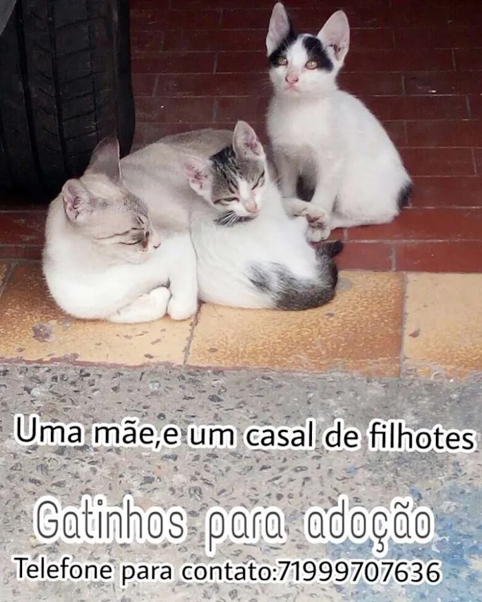 Gato raça Vira lata idade 2 a 6 meses nome Sem nome
