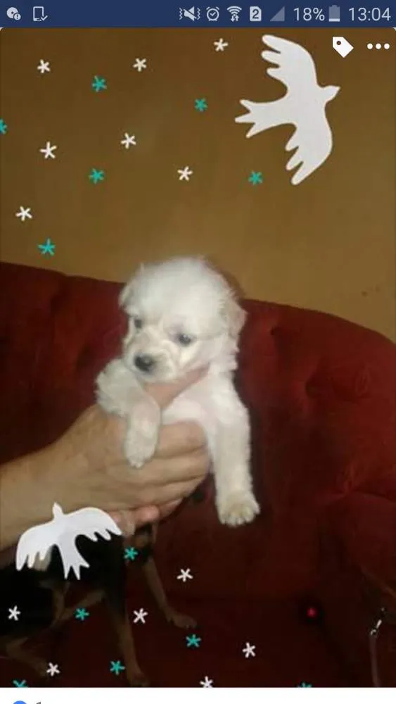Cachorro ra a SRD idade 2 a 6 meses nome Branca