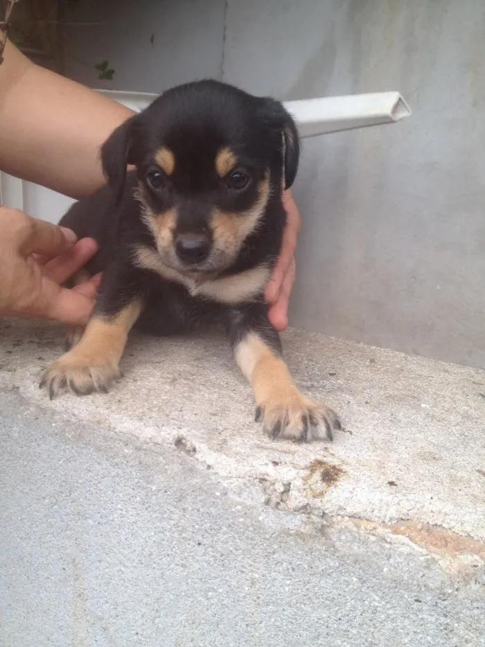 Cachorro ra a SRD idade Abaixo de 2 meses nome Filhotes 