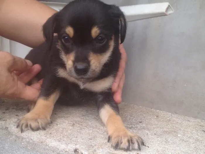 Cachorro ra a SRD idade Abaixo de 2 meses nome Filhotes 