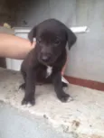 Filhotes 