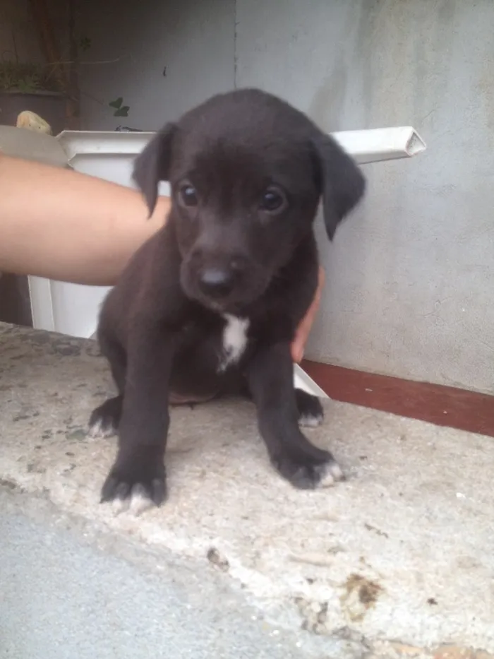 Cachorro ra a SRD idade Abaixo de 2 meses nome Filhotes 