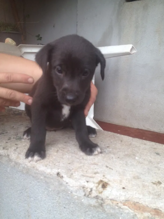 Cachorro ra a SRD idade Abaixo de 2 meses nome Filhotes 