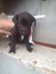 Filhotes