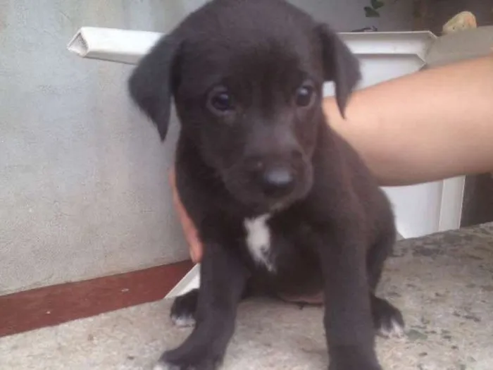 Cachorro ra a SRD idade Abaixo de 2 meses nome Filhotes 