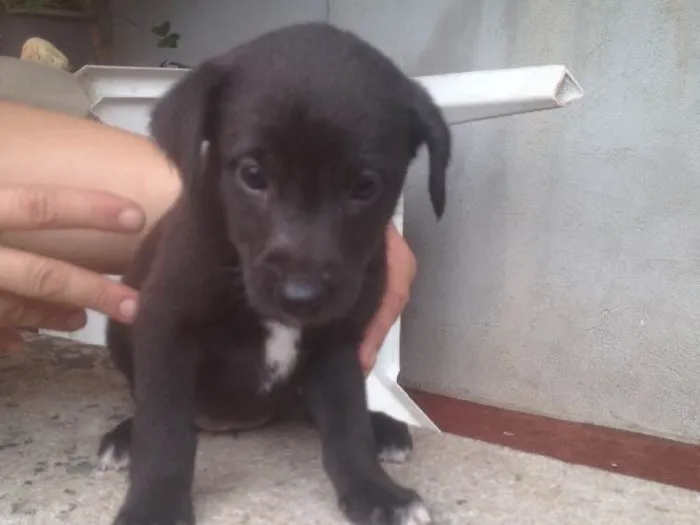 Cachorro ra a SRD idade Abaixo de 2 meses nome Filhotes 