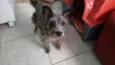 Barhô