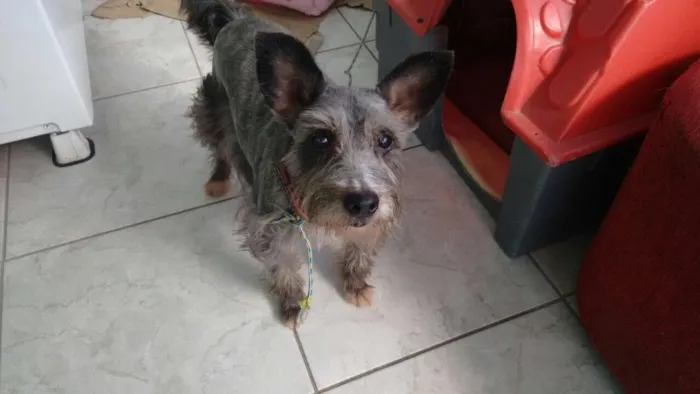 Cachorro ra a Srd idade 4 anos nome Barhô