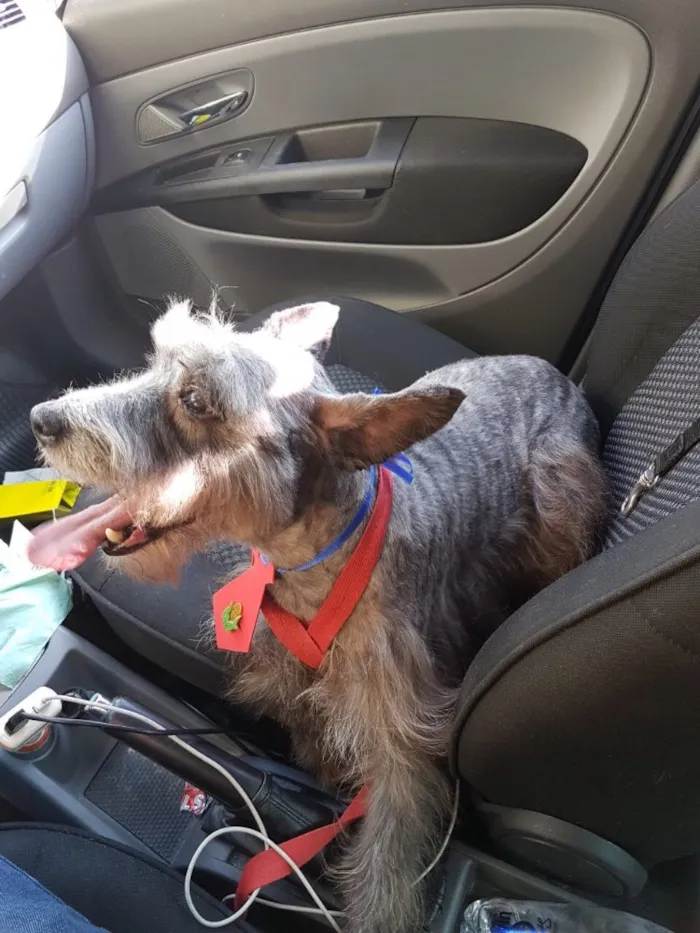 Cachorro ra a Srd idade 4 anos nome Barhô
