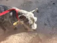 Barhô