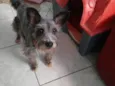 Barhô