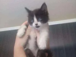 Gato raça Indefinida idade 2 a 6 meses nome Fred