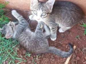Gato raça sem raça idade 2 a 6 meses nome sem nome