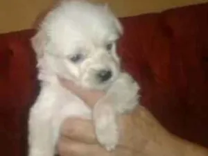 Cachorro raça SRD idade 2 a 6 meses nome Branca