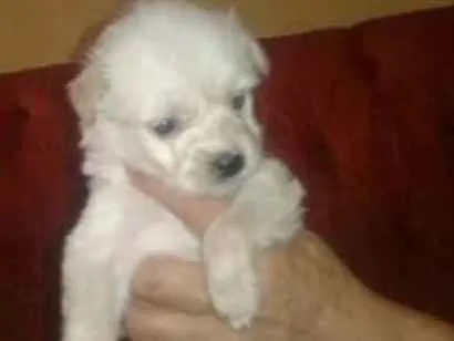 Cachorro ra a SRD idade 2 a 6 meses nome Branca
