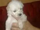 Cachorro raça SRD idade 2 a 6 meses nome Branca