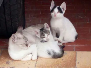 Gato raça Vira lata idade 2 a 6 meses nome Sem nome