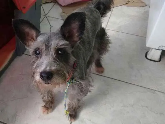 Cachorro ra a Srd idade 4 anos nome Barhô