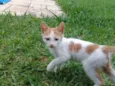 CORAÇÃOZINHO