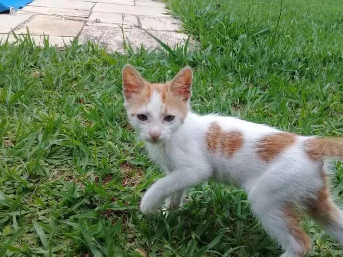 Gato ra a Srd idade 2 a 6 meses nome CORAÇÃOZINHO