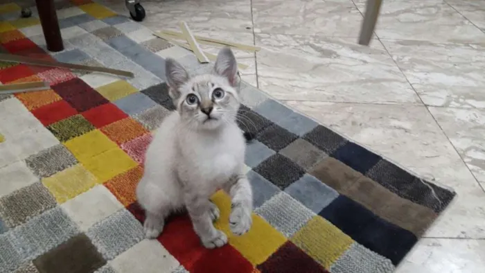 Gato ra a SRD idade 2 a 6 meses nome Sem nome
