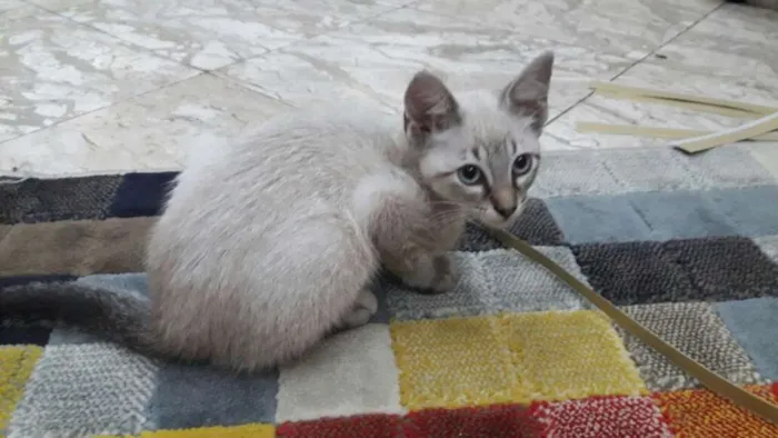 Gato ra a SRD idade 2 a 6 meses nome Sem nome