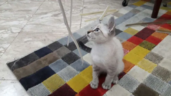 Gato ra a SRD idade 2 a 6 meses nome Sem nome