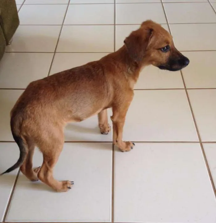 Cachorro ra a Vira-lata idade 2 a 6 meses nome Phandora
