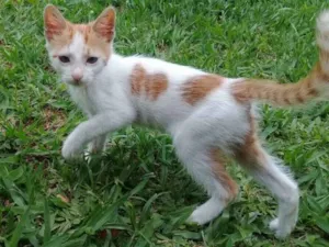 Gato raça Srd idade 2 a 6 meses nome CORAÇÃOZINHO