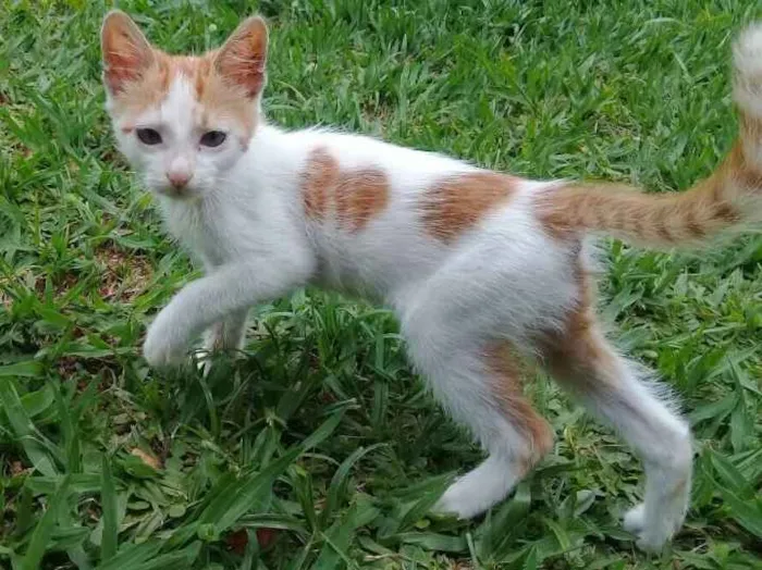 Gato ra a Srd idade 2 a 6 meses nome CORAÇÃOZINHO