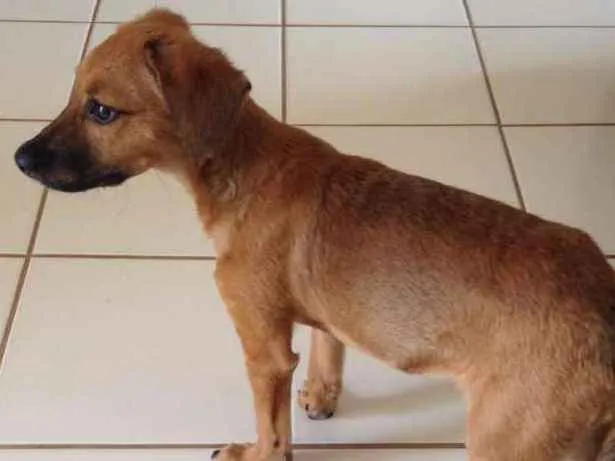 Cachorro ra a Vira-lata idade 2 a 6 meses nome Phandora
