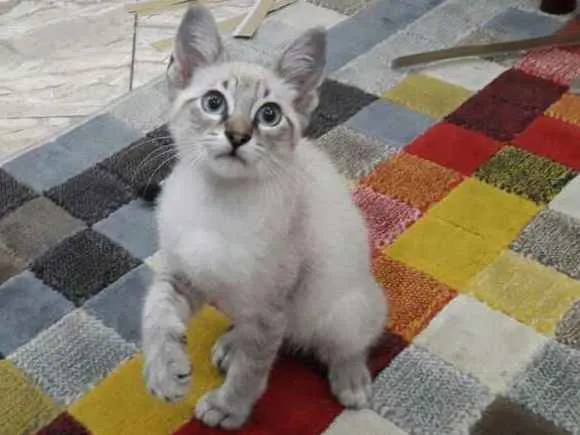 Gato ra a SRD idade 2 a 6 meses nome Sem nome