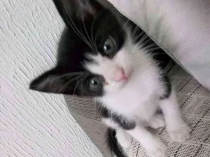 Gato raça Sem raça definida idade 2 a 6 meses nome Antonio