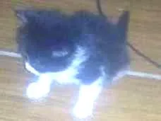 Gato raça SRD idade Abaixo de 2 meses nome SEM NOME