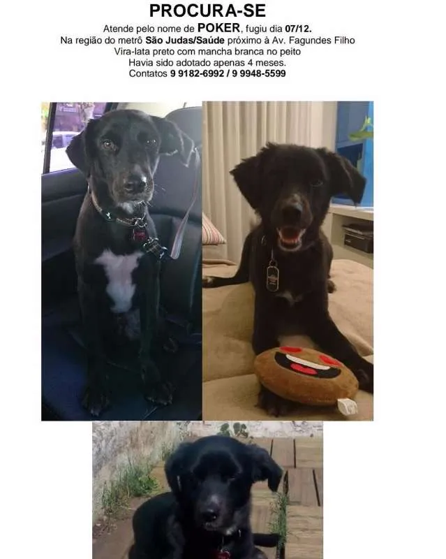 Cachorro ra a SRD idade 2 anos nome Poker GRATIFICA