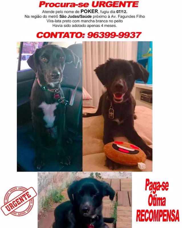 Cachorro ra a SRD idade 2 anos nome Poker GRATIFICA